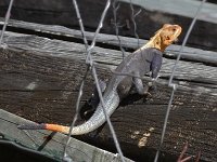 Rainbow Lizzard